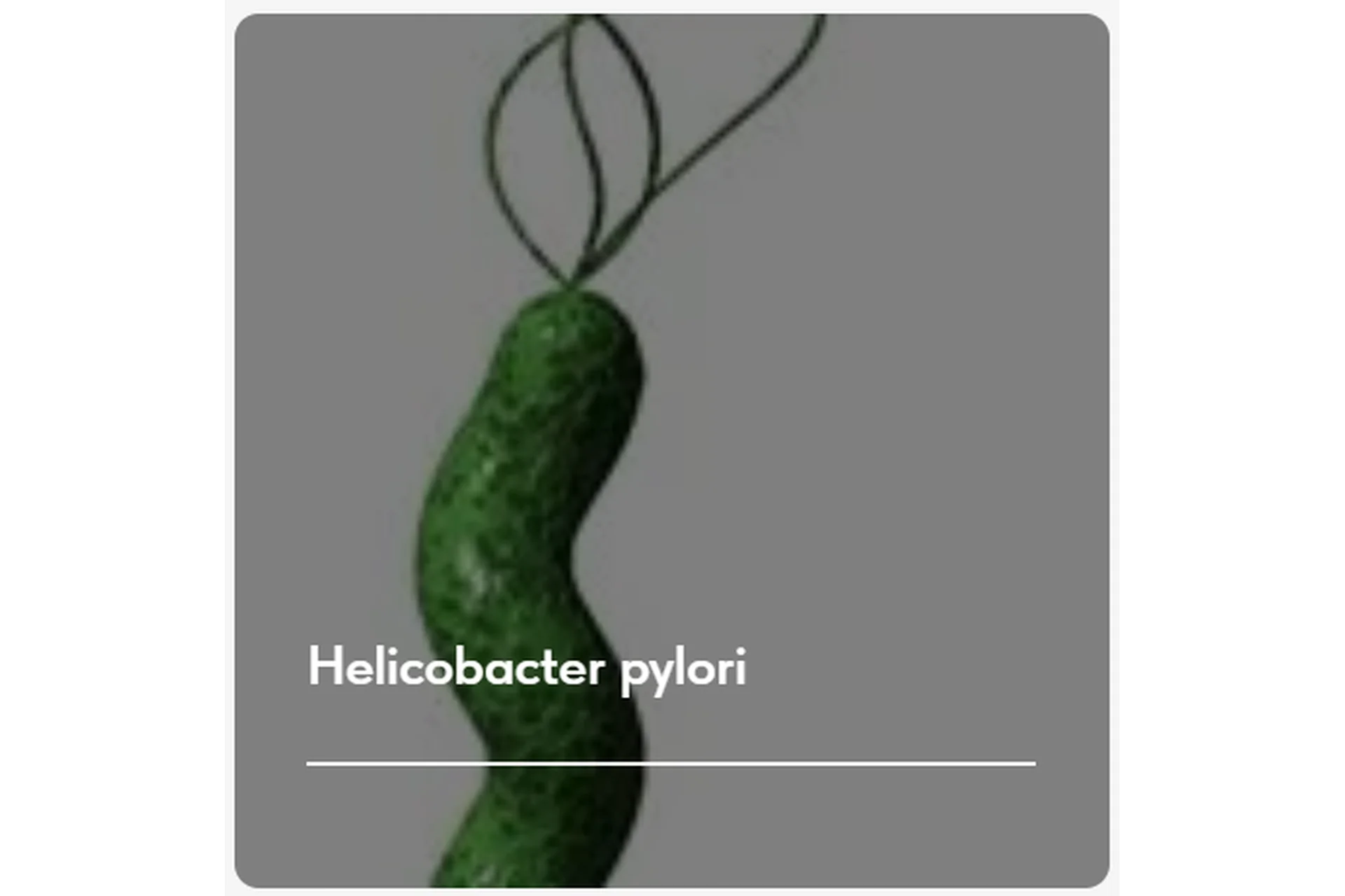 Лечебный протокол «Helicobacter pylori». Тариф Без обратной связи (Елена Ержанова), фото 1 из 1.