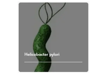 Лечебный протокол «Helicobacter pylori». Тариф Без обратной связи (Елена Ержанова)