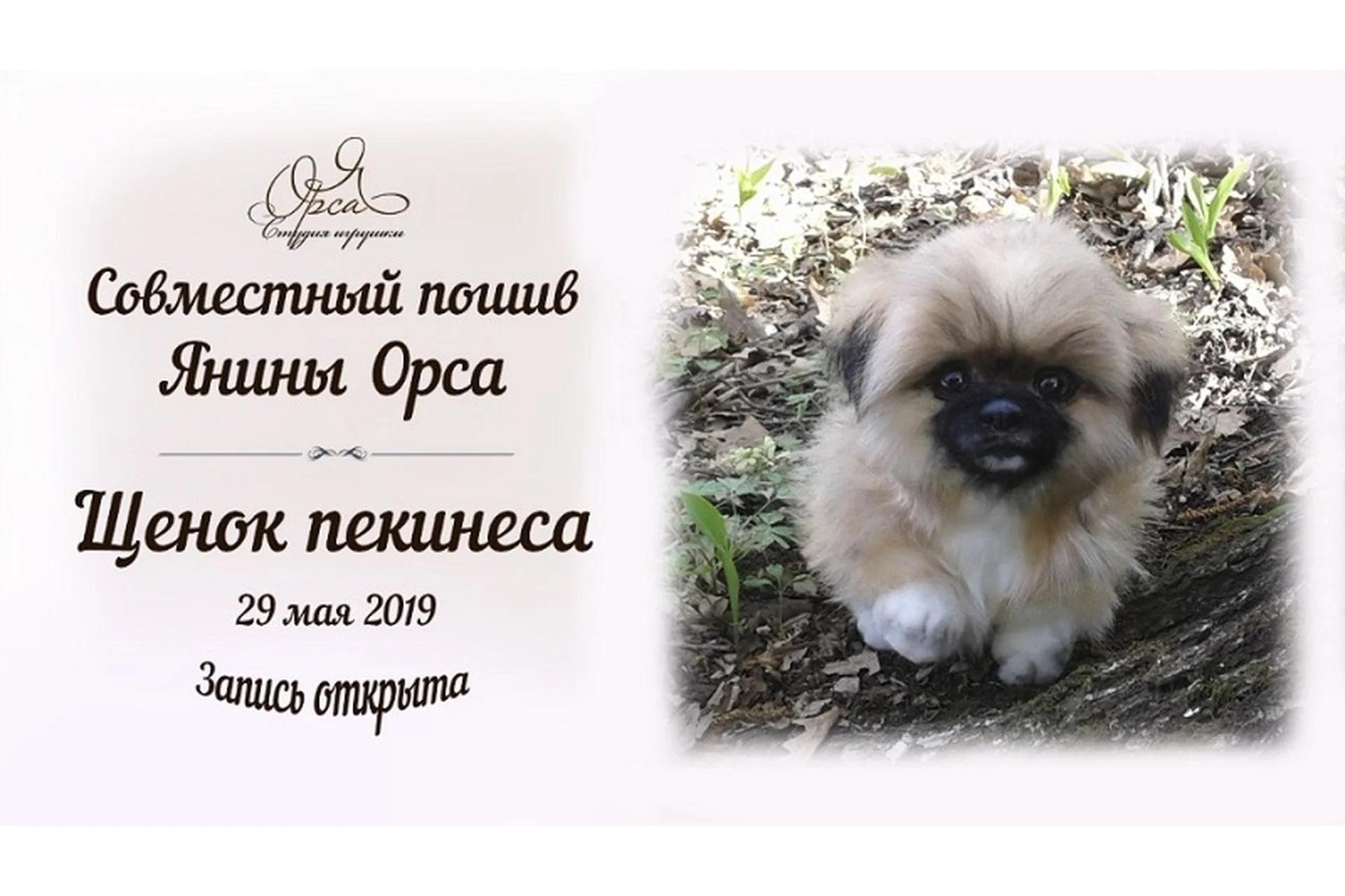 Щенок пекинеса (Янина Орса), фото 1 из 1.