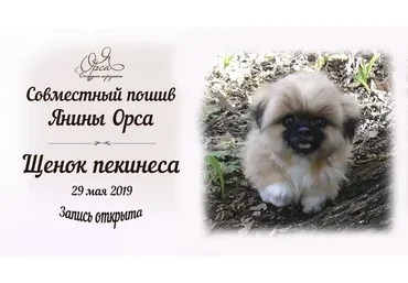 Щенок пекинеса (Янина Орса)