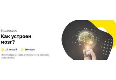 [Правое полушарие интроверта] Как устроен мозг?  (Анастасия Кулькова)