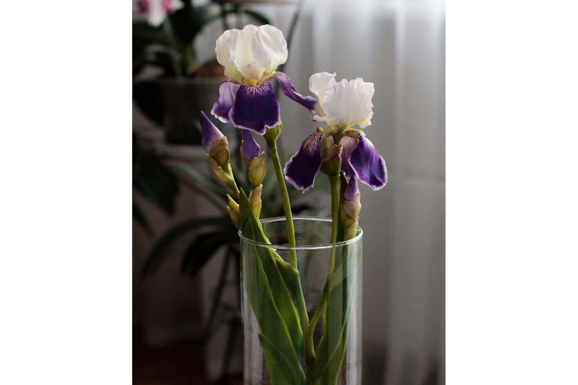 Ирис из холодного фарфора (Марина Головина), фото 1 из 1.