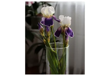 Ирис из холодного фарфора (Марина Головина)