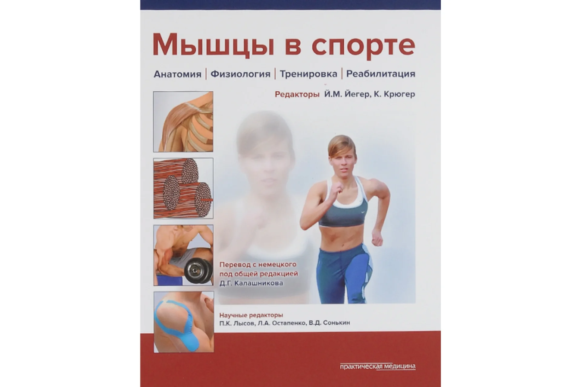 Мышцы в спорте. Анатомия. Физиология. Тренировка. Реабилитация (Дмитрий Калашников), фото 1 из 1.