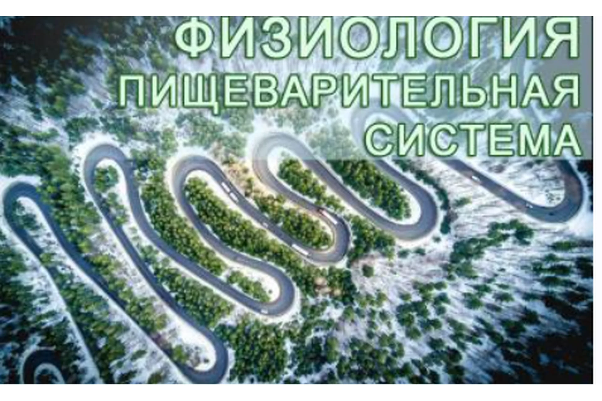 Физиология. Пищеварительная система (Анастасия Семко), фото 1 из 1.