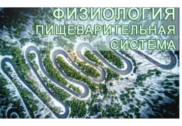 Физиология. Пищеварительная система (Анастасия Семко)