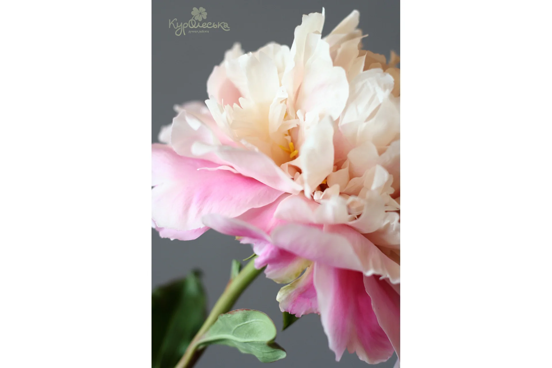 Розовый пион из холодного фарфора (Олеся Богданович), фото 1 из 1.