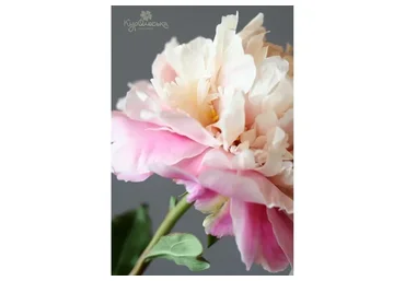 Розовый пион из холодного фарфора (Олеся Богданович)