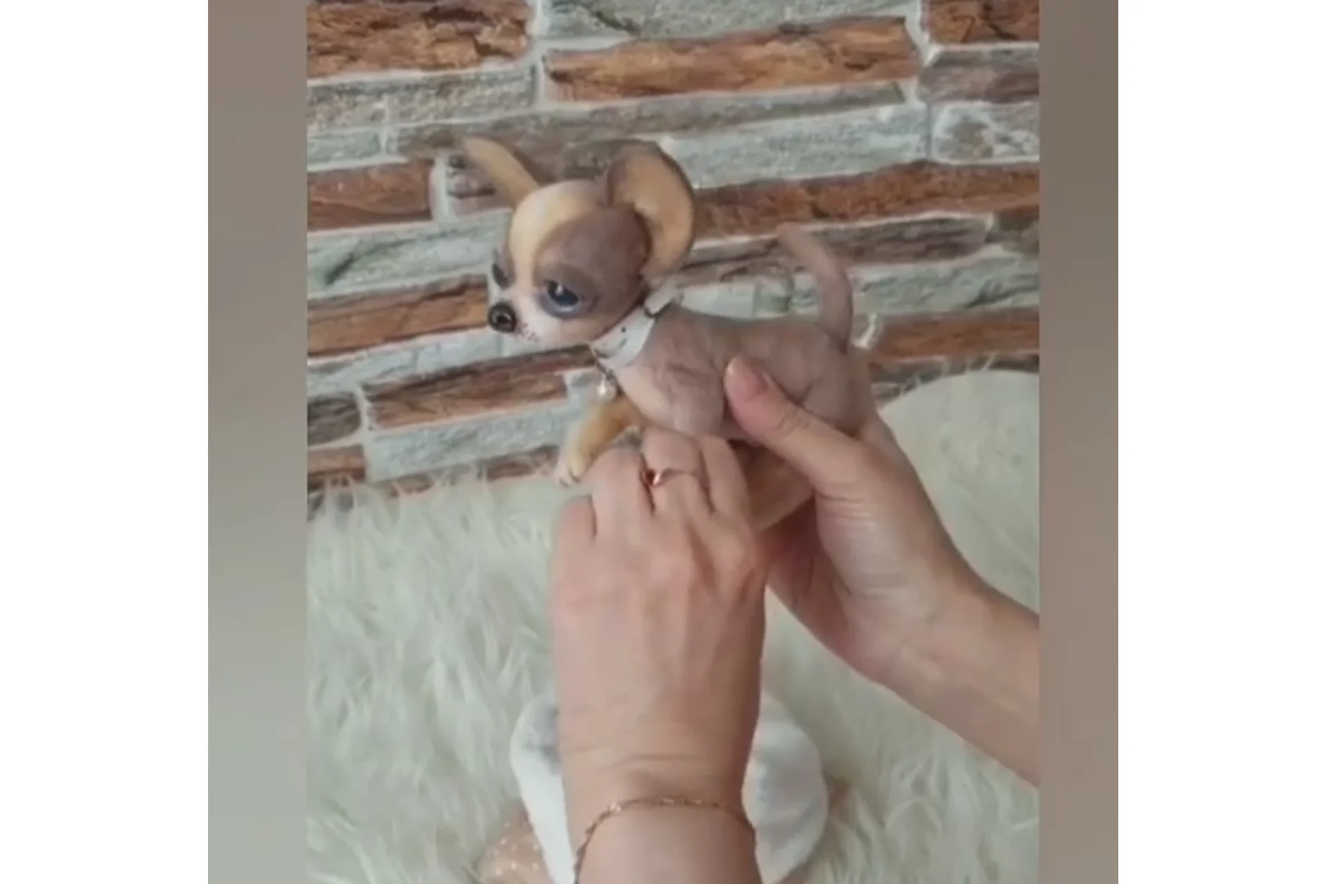 Чихуахуа (Анна Метелева), фото 1 из 1.