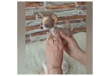 Чихуахуа (Анна Метелева)