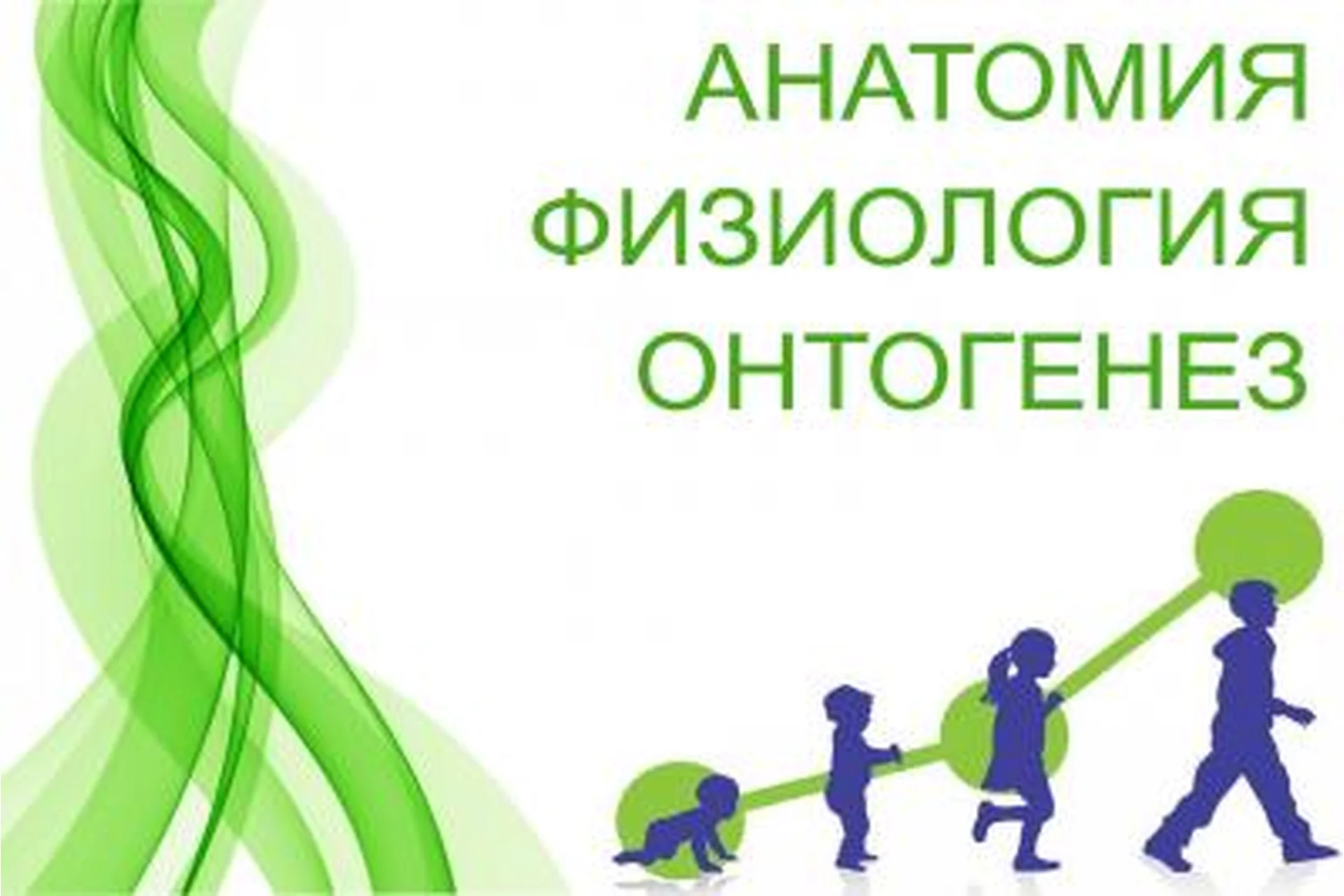 Физиология. Онтогенез (Анастасия Семко), фото 1 из 1.