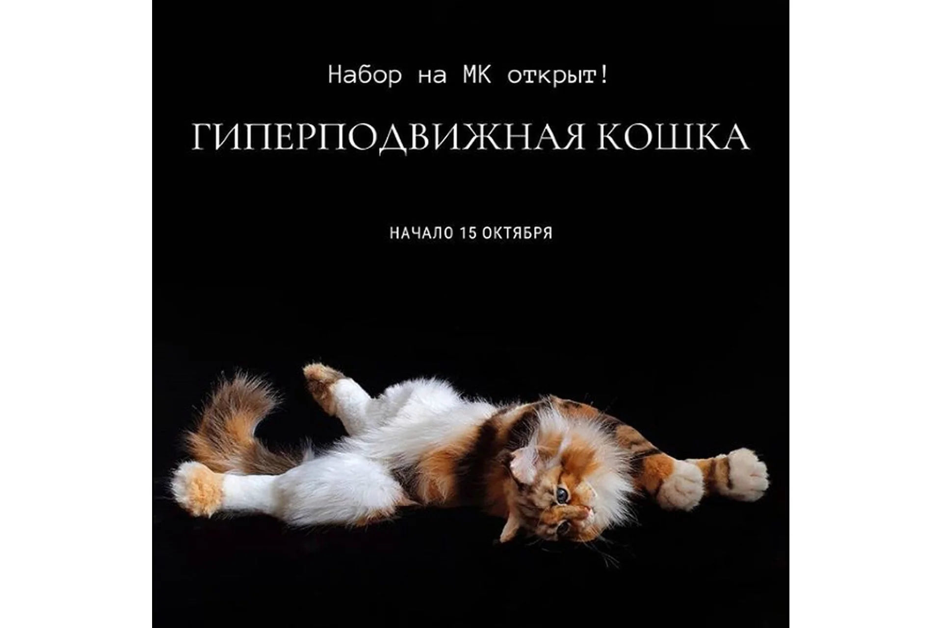 Гиперподвижная кошка (Оксана Шер), фото 1 из 1.