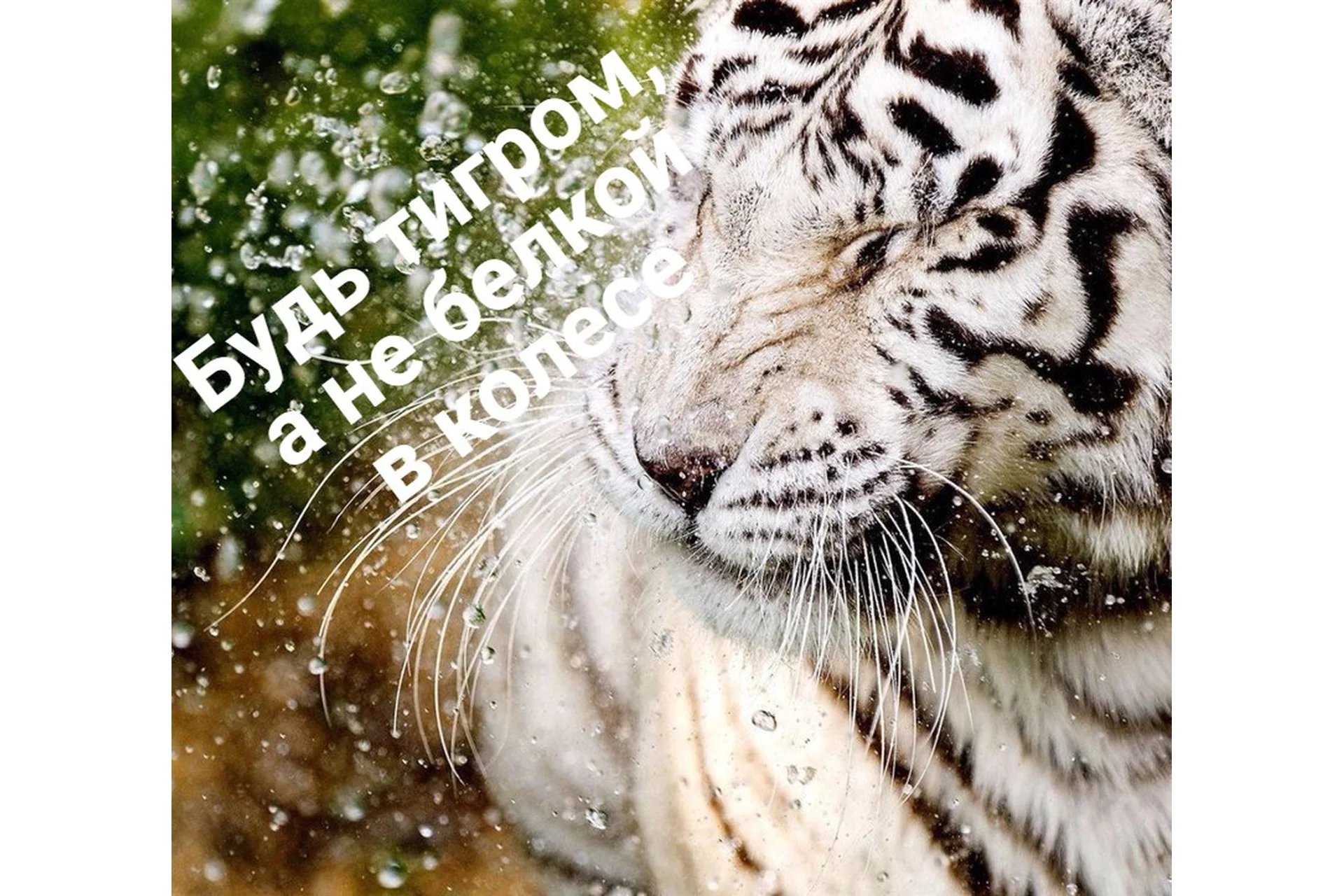 Марафон: Исполнение желаний за 180 дней (Нико Бауман), фото 1 из 1.