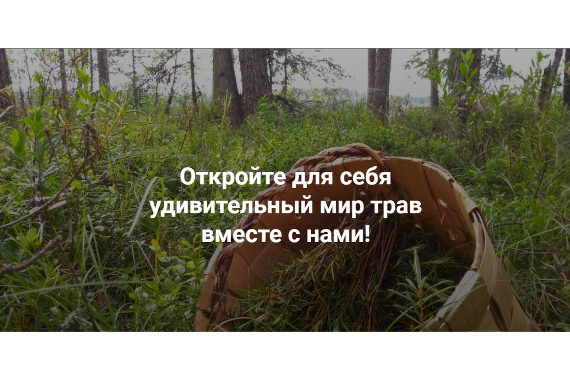 [Fitomama] Травы при гельминтозе, паразитах (Елена Корсун), фото 1 из 1.