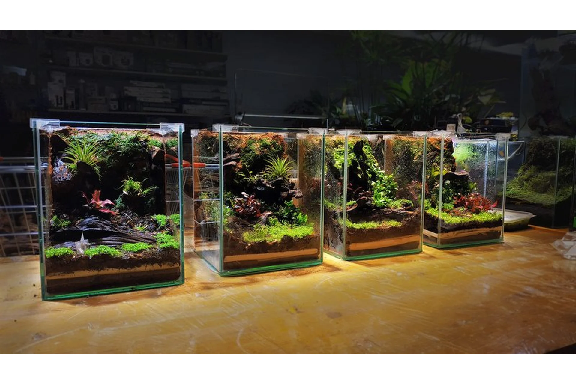 Флорариум - по тропинкам тропиков. Тариф Групповой (Мария Короленко, Георгий Короленко), фото 1 из 1.