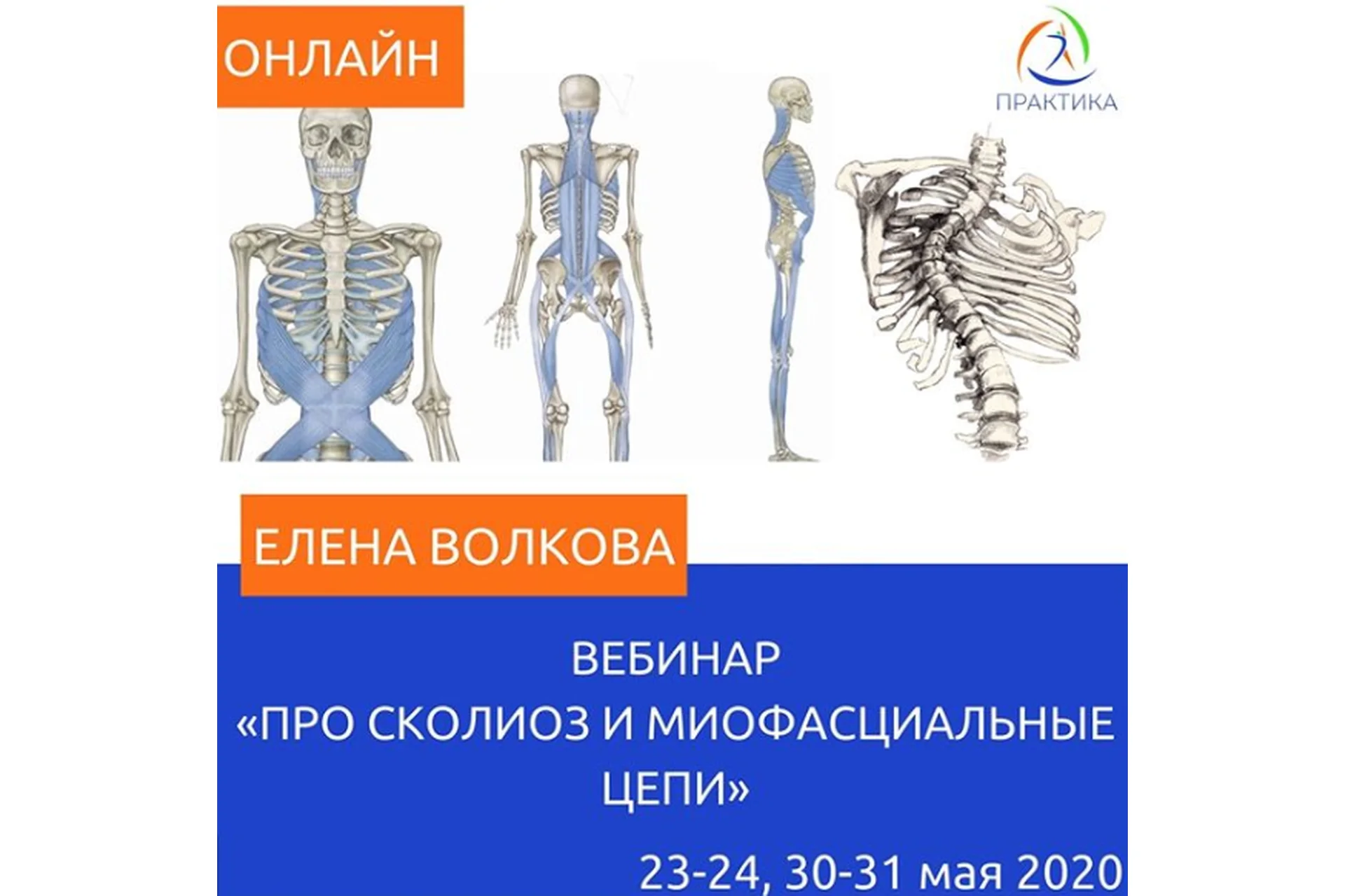 [Центр Практика] Про сколиоз и миофасциальные цепи (Елена Волкова), фото 1 из 1.