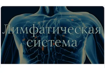 [AnatomyEducation] Модуль 9. Сердечно-сосудистая и лимфатическая система (Эдгар Кафаров)