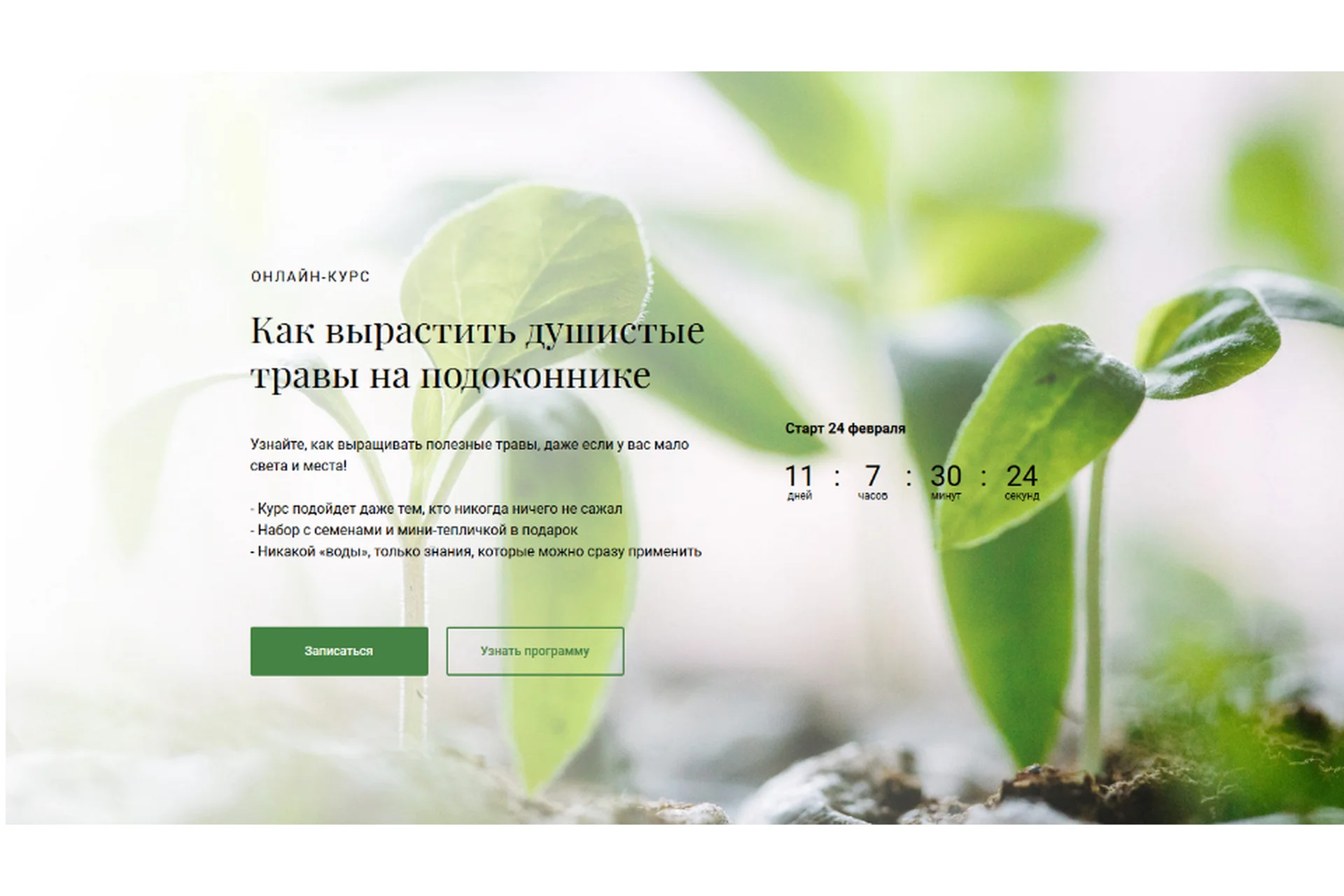 [Обитель] Как вырастить душистые травы на подоконнике (Яна Горбовская), фото 1 из 1.