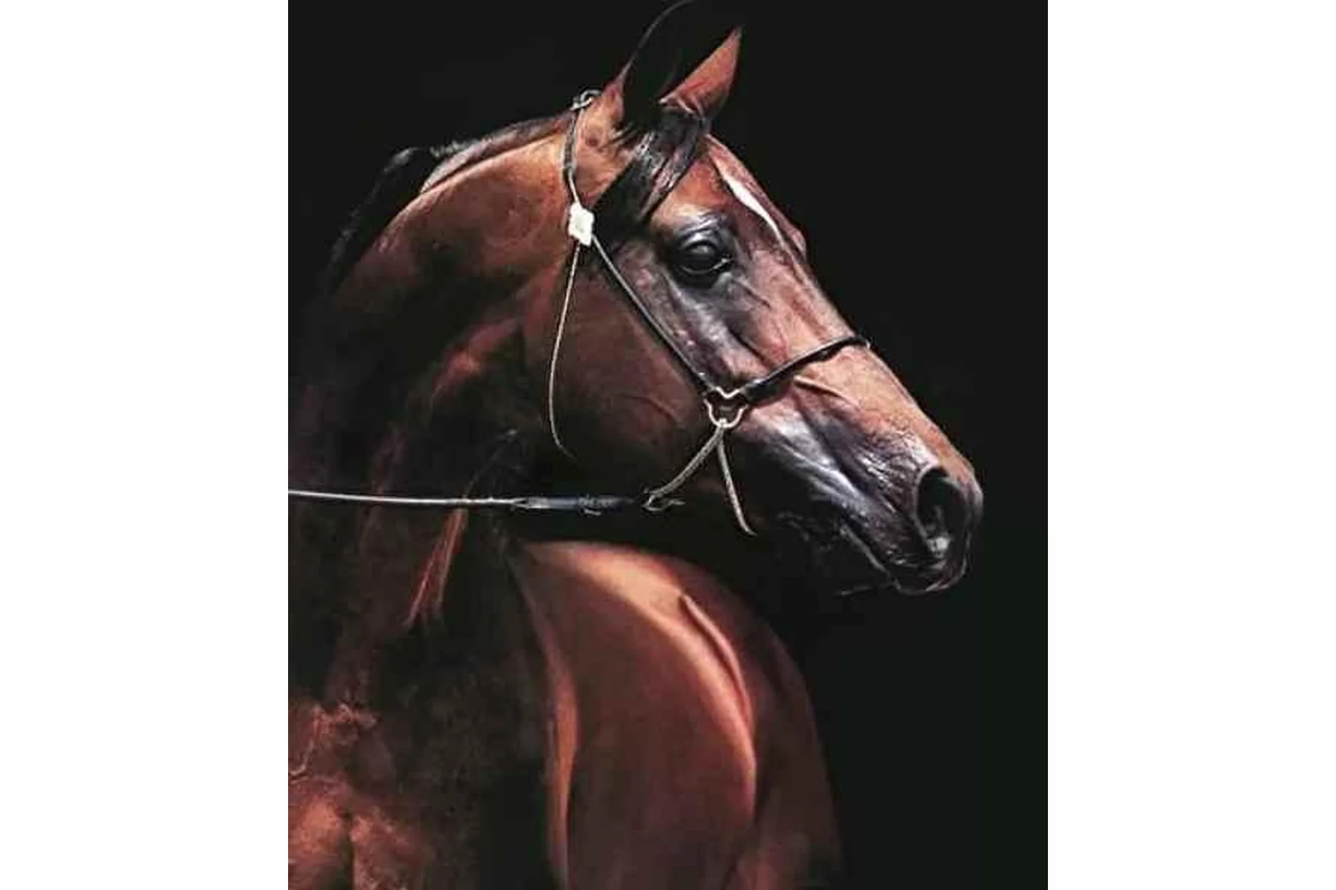 Арабский жеребец маслом (Юлия Дубинина), фото 1 из 1.