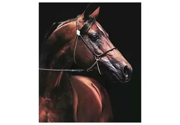 Арабский жеребец маслом (Юлия Дубинина)