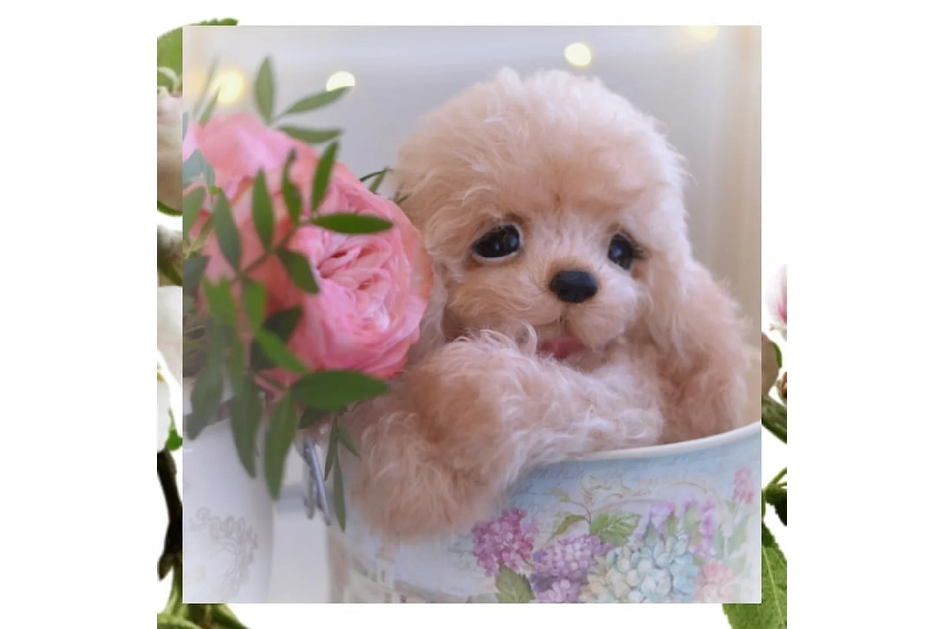 Кудрявая спаниелька на позвоночнике (Екатерина Николаева), фото 1 из 1.