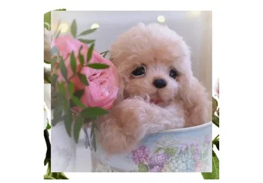 Кудрявая спаниелька на позвоночнике (Екатерина Николаева)