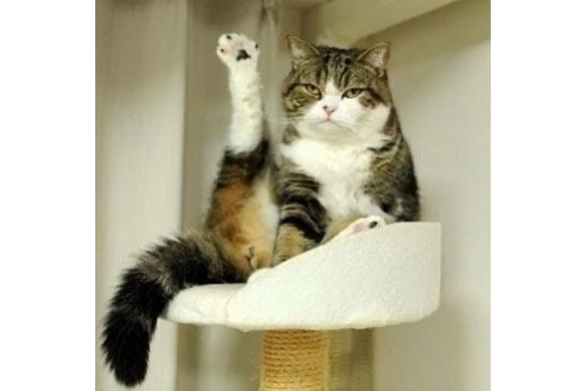 Тазобедренный сустав и его цепи. Основы биомеханики, преабилитация, эстетика (Анна Воронина), фото 1 из 1.