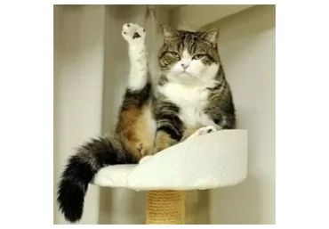 Тазобедренный сустав и его цепи. Основы биомеханики, преабилитация, эстетика (Анна Воронина)