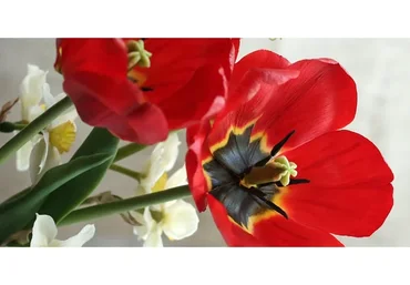 Красный тюльпан из холодного фарфора (Олеся Богданович)