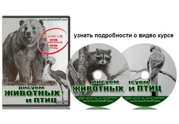 Рисуем животных и птиц, 2017 (Юрий Синчуков)