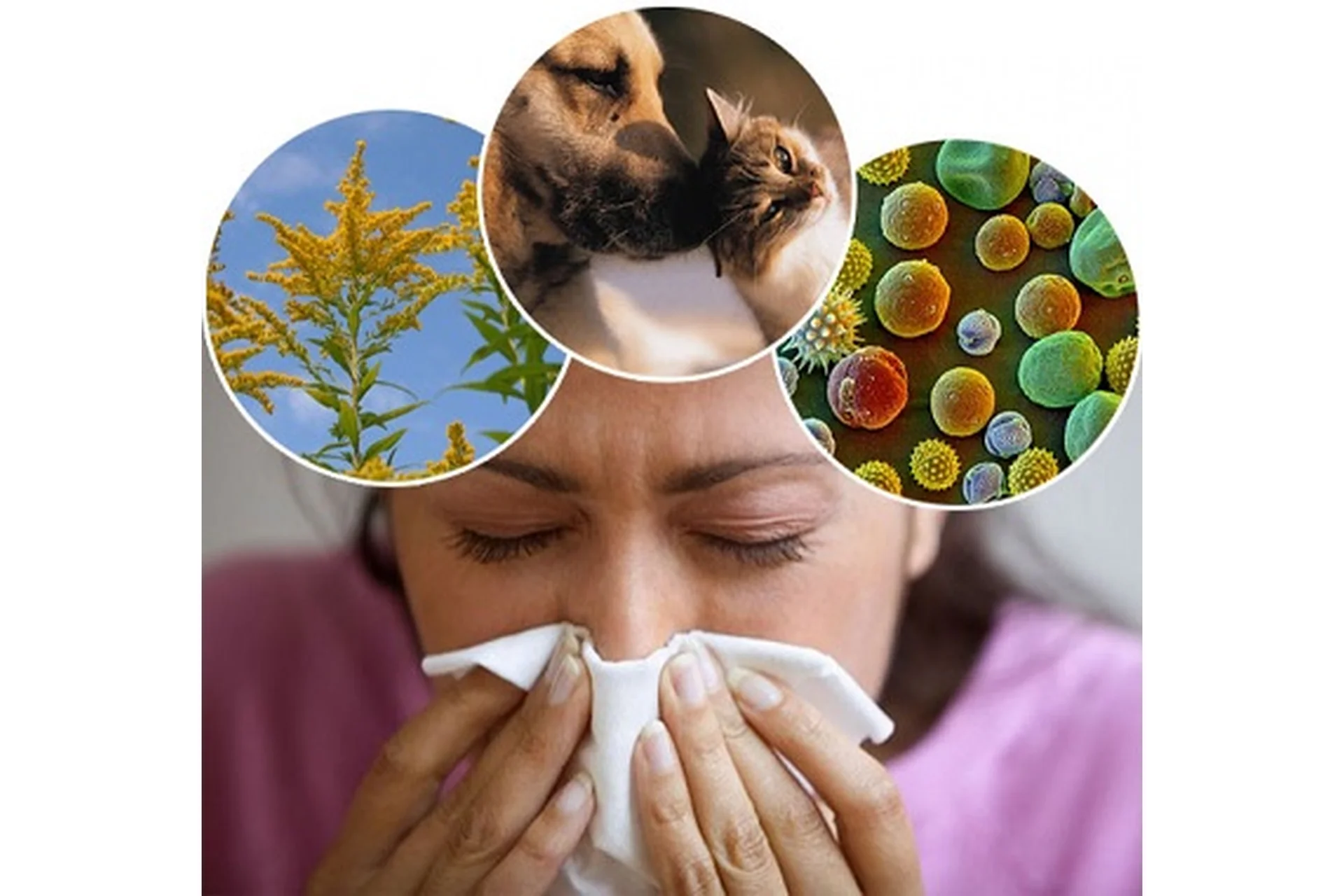 [Интераура] Лечение и профилактика: Аллергия, фото 1 из 1.