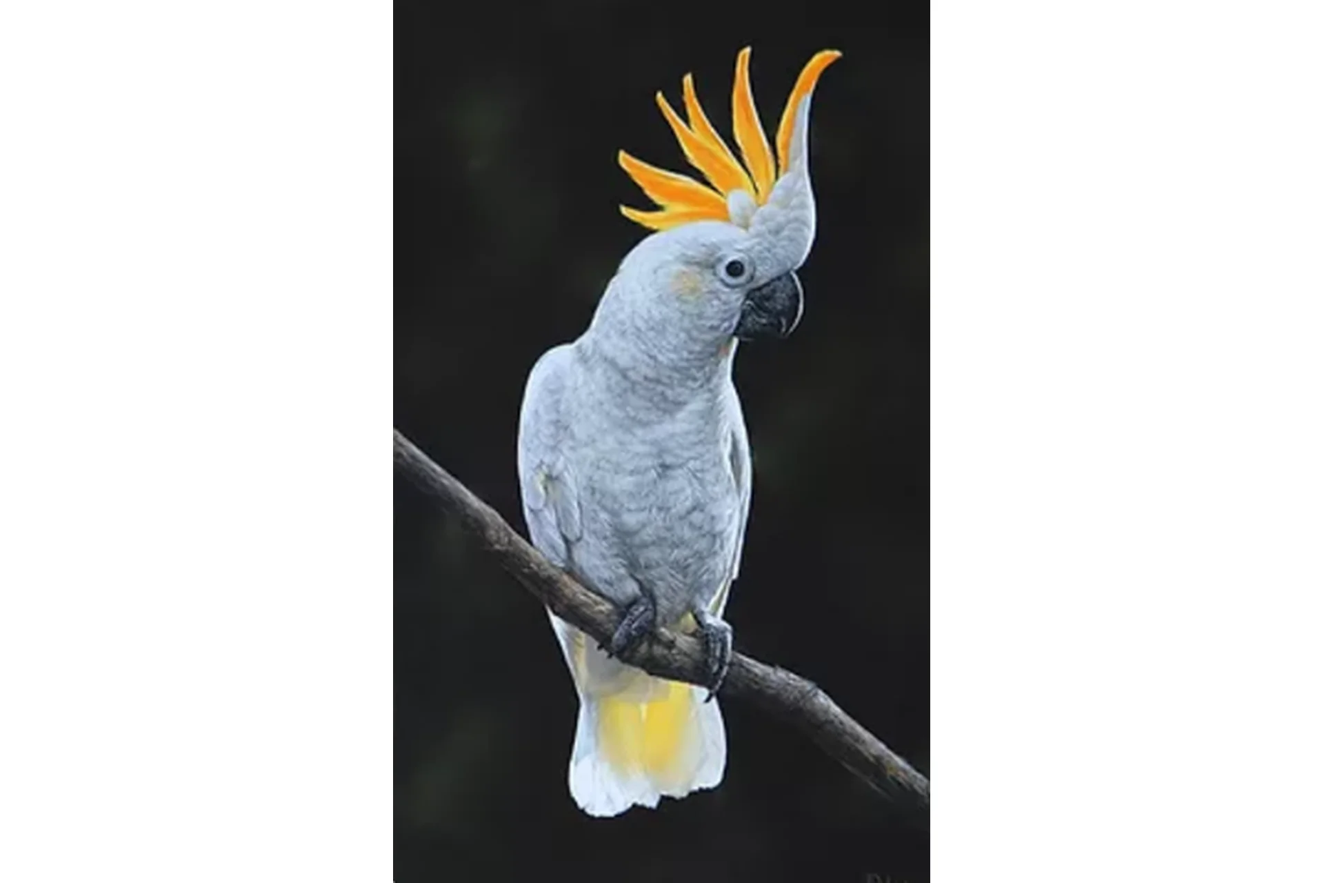 Какаду (Юлия Дубинина), фото 1 из 1.