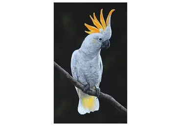 Какаду (Юлия Дубинина)