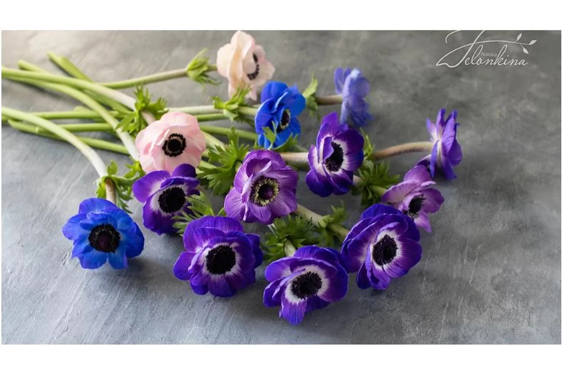 Анемон из холодного фарфора (Наталья Желонкина), фото 1 из 1.