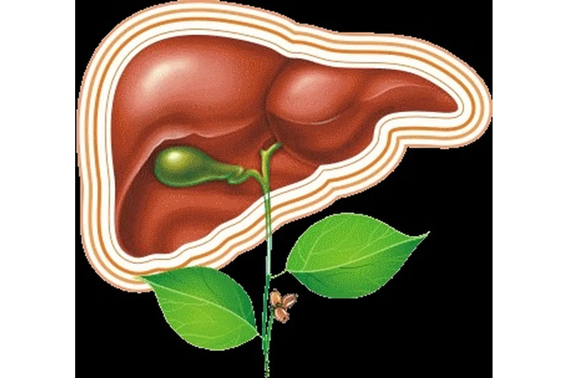 Су-Джок. Золотой круг энергий органа  (Ангелина Пасхалиди), фото 1 из 1.
