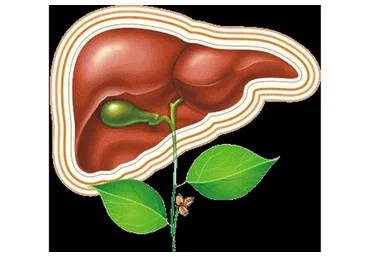 Су-Джок. Золотой круг энергий органа  (Ангелина Пасхалиди)