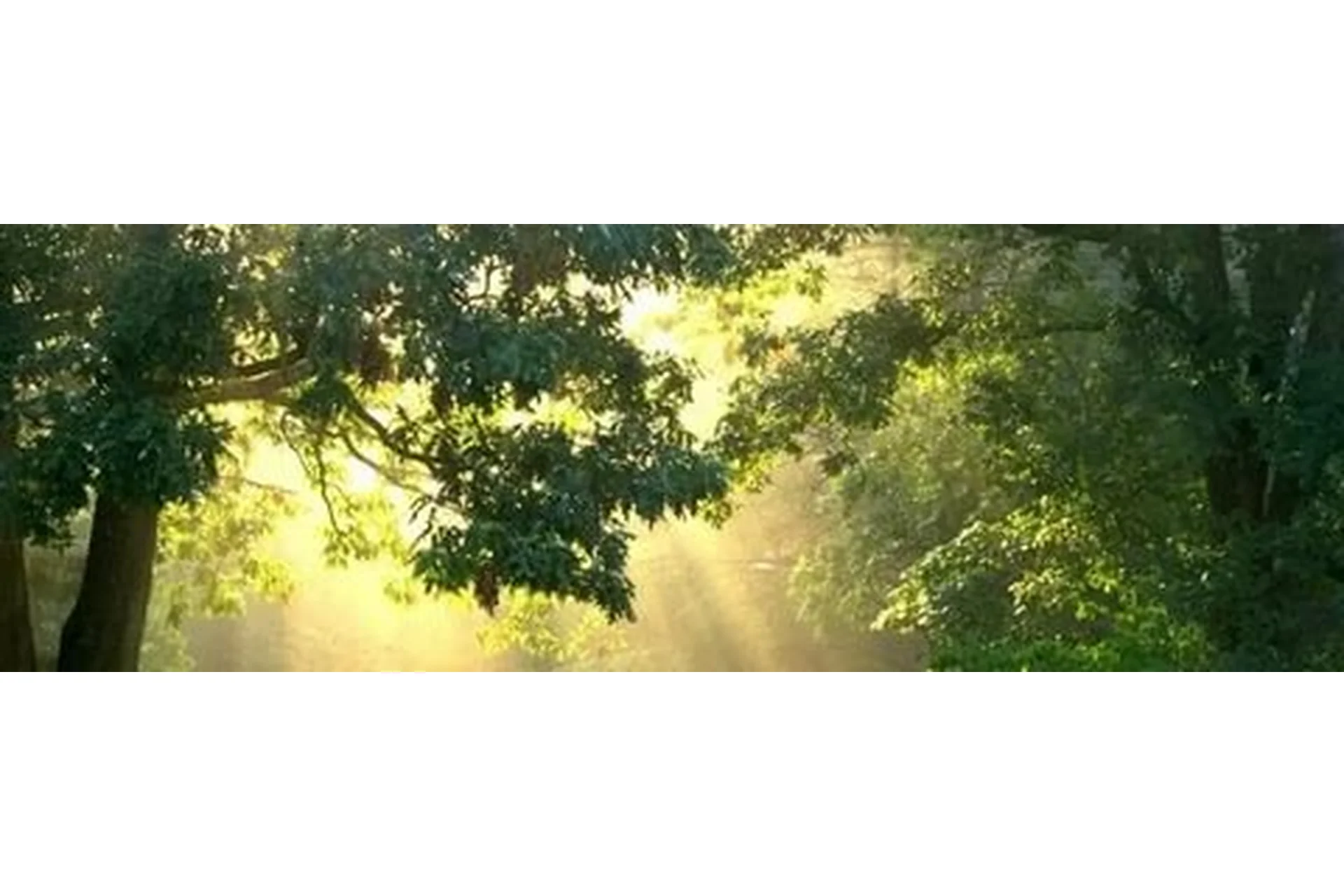 [Дао-сфера] Метафизика Здоровья. Тариф «Золото» (Дмитрий Лаптев), фото 1 из 1.