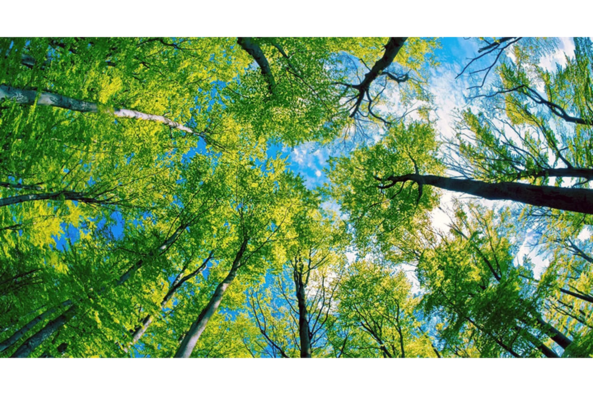 Обучение ИДИР. 7 ступень. Нейтрализация травматичного опыта (Виктория Денежкина), фото 1 из 1.