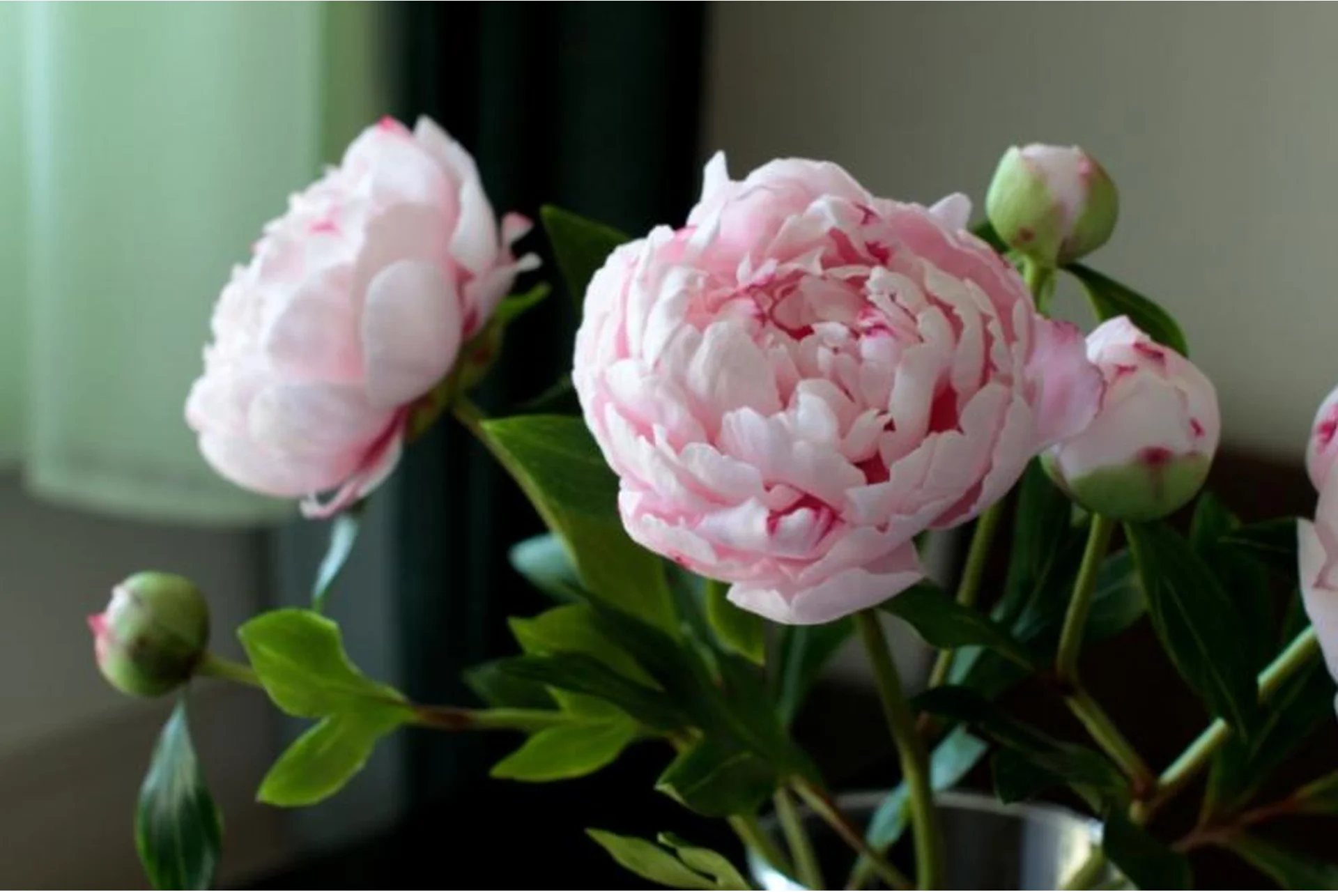 Розовые Пионы из полимерной глины (Марина Головина), фото 1 из 1.