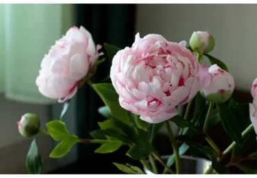 Розовые Пионы из полимерной глины (Марина Головина)