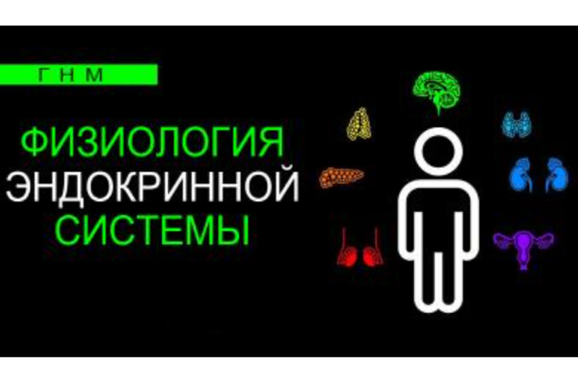 Физиология эндокринной системы. Щитовидная железа (Анастасия Семко), фото 1 из 1.