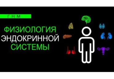 Физиология эндокринной системы. Щитовидная железа (Анастасия Семко)
