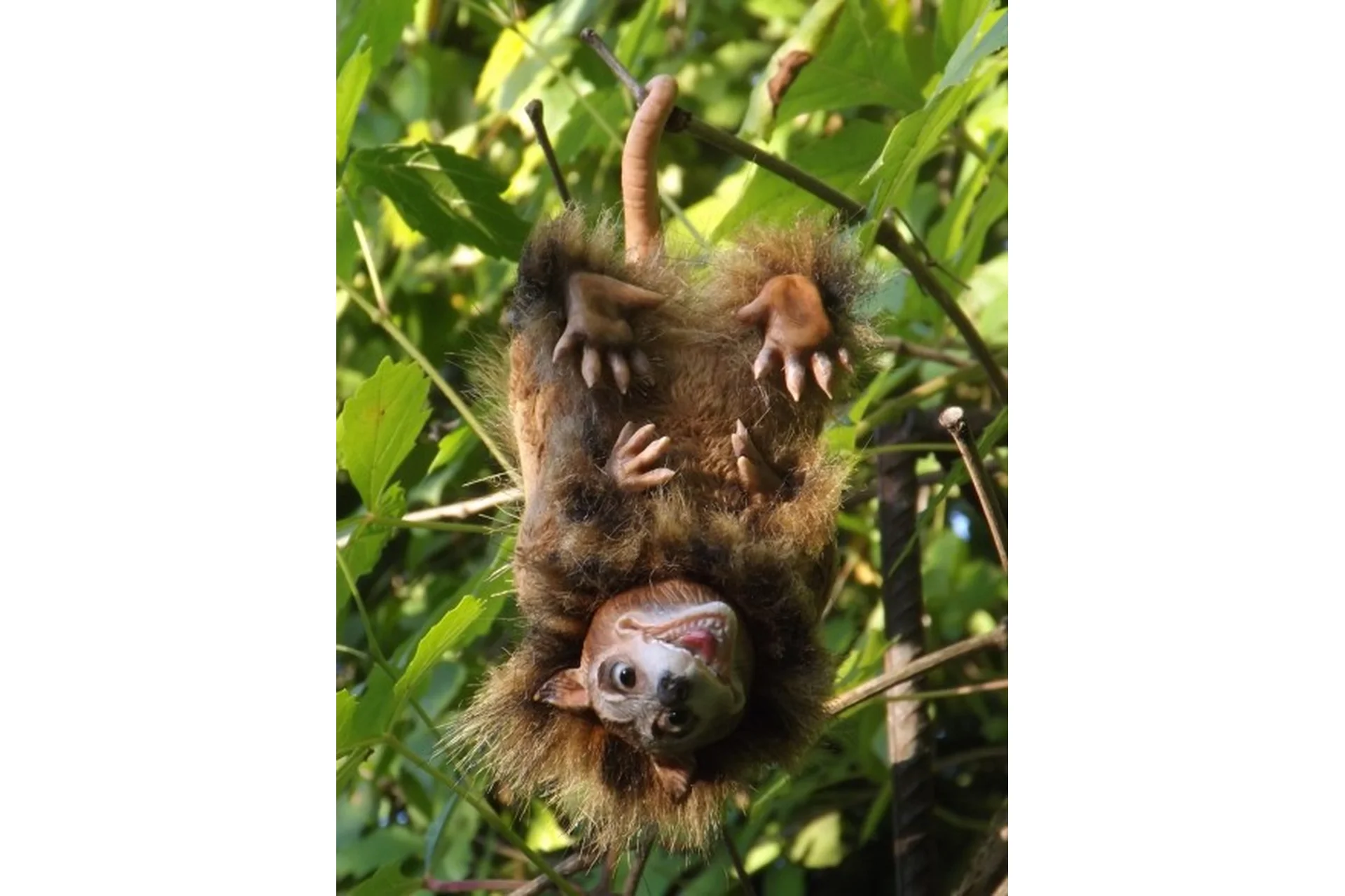 Не мышонок, не лягушка (Елена Олейник), фото 1 из 1.