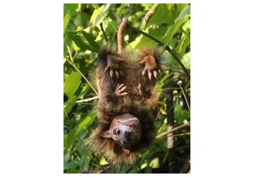 Не мышонок, не лягушка (Елена Олейник)