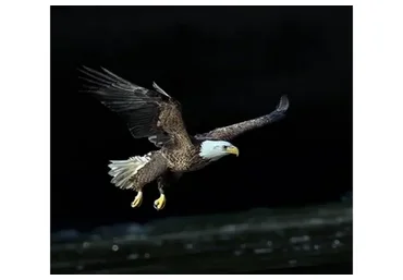 Самооценка. Тариф без обратной связи (Игорь Мочалов)