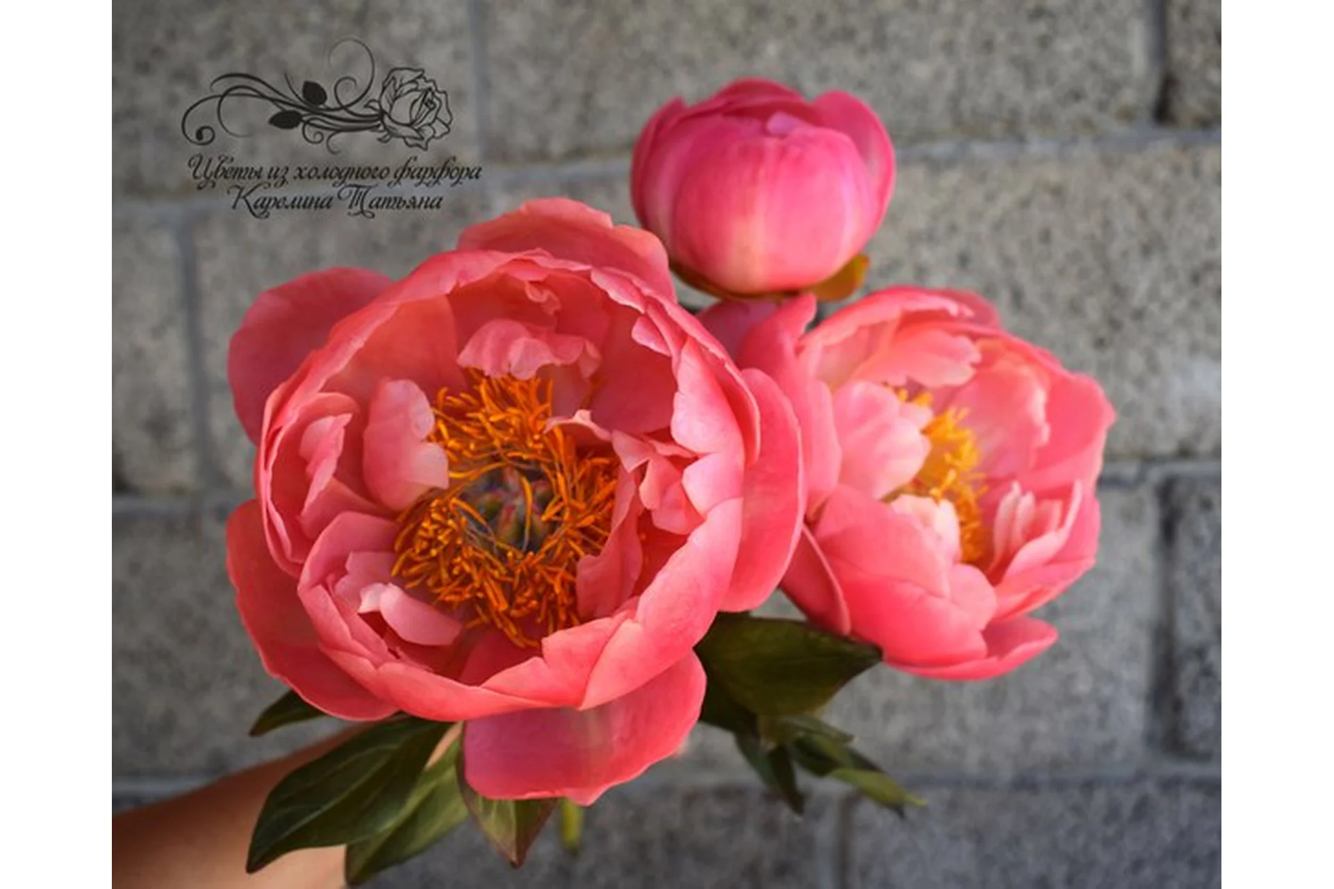 Пион Coral Charm (Татьяна Карелина), фото 1 из 1.