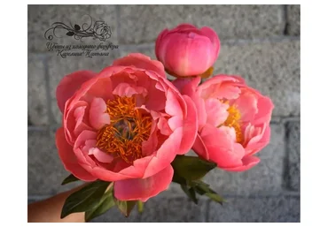 Пион Coral Charm (Татьяна Карелина)