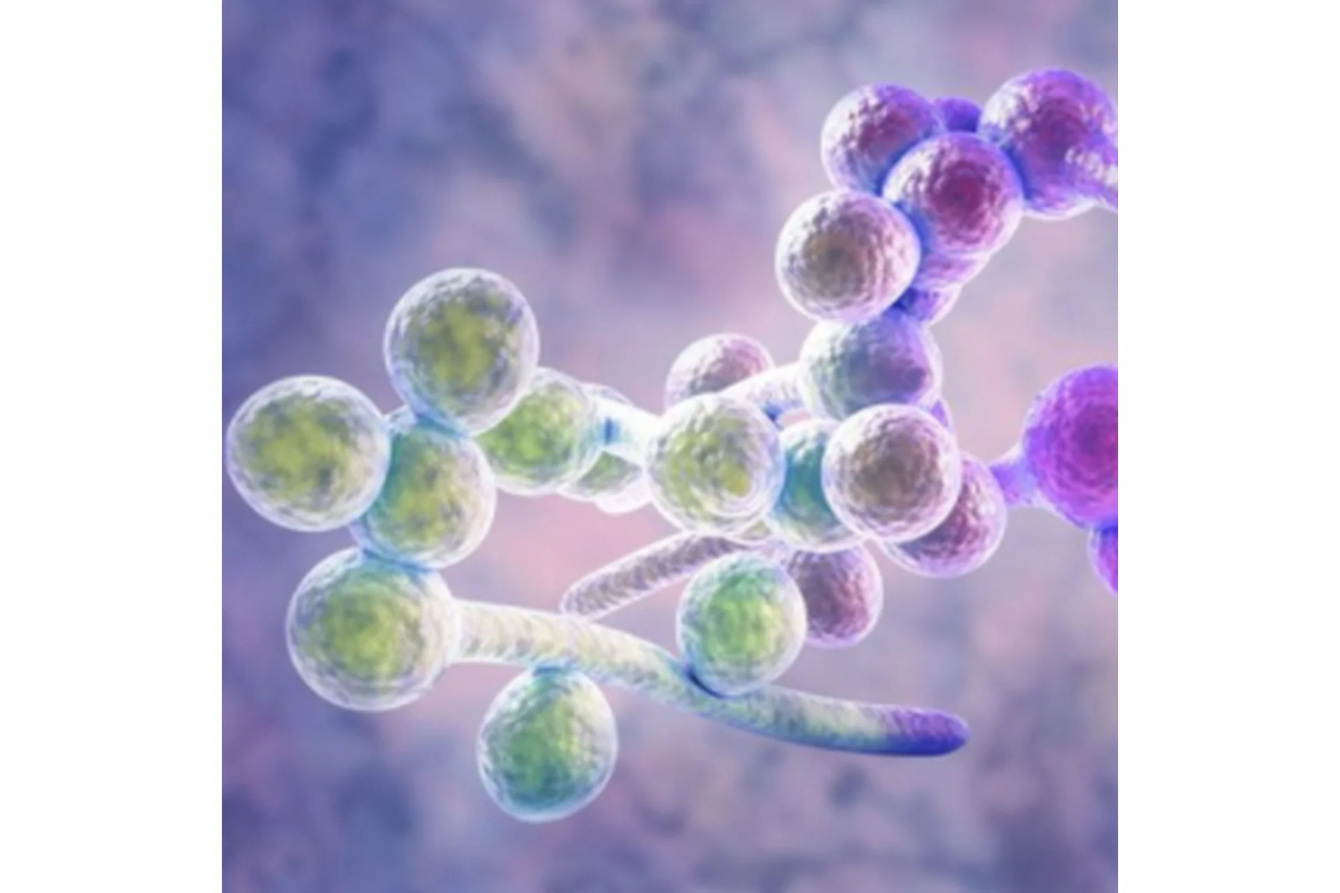 [Первая Школа Биохакинга] Против кандиды и паразитов, без чата (Ирина Баранова, Лариса Щербина), фото 1 из 1.