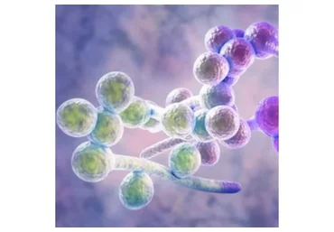 [Первая Школа Биохакинга] Против кандиды и паразитов, без чата (Ирина Баранова, Лариса Щербина)