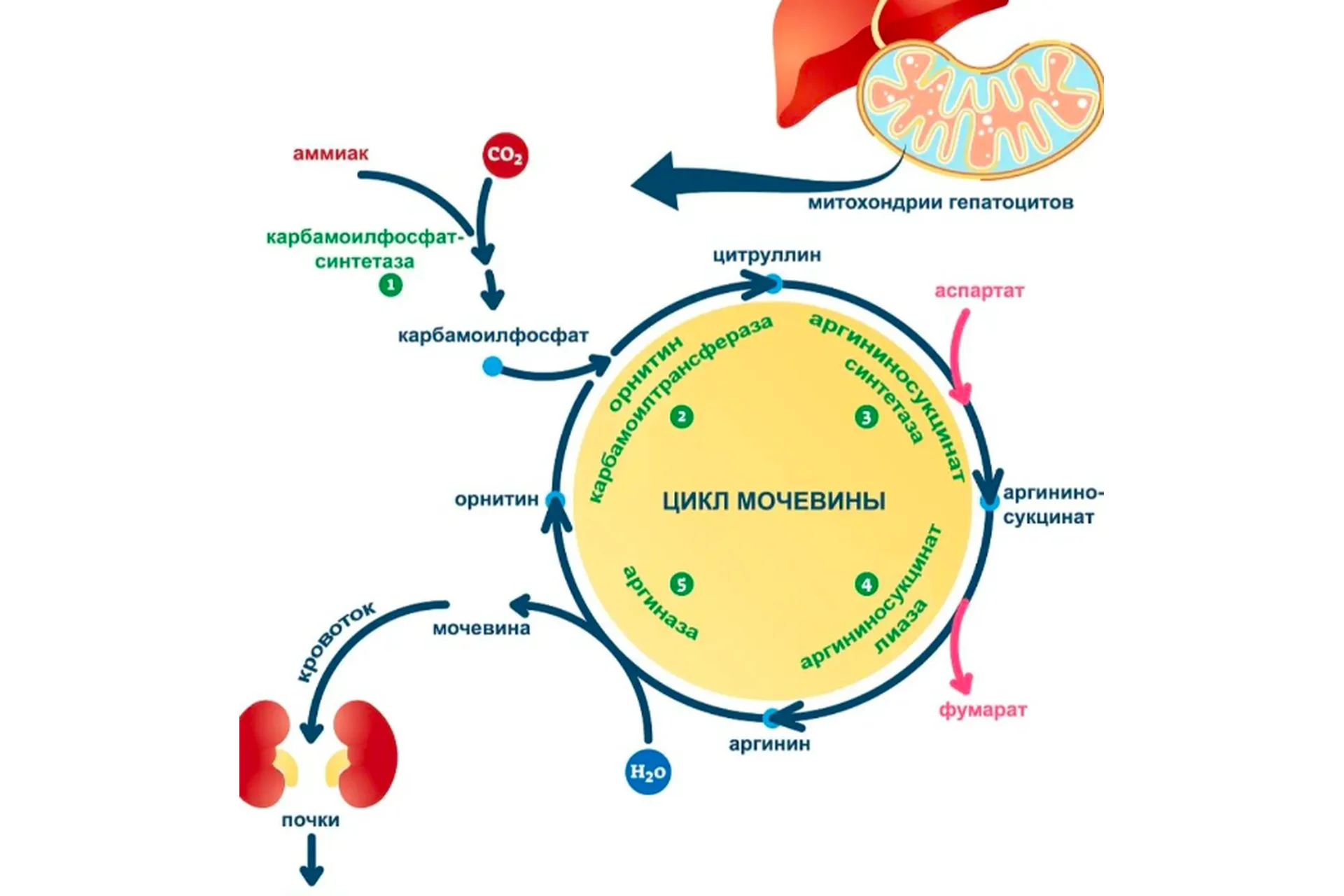 Закрытый канал "Цикл мочевины" (Анна Тищенко), фото 1 из 1.